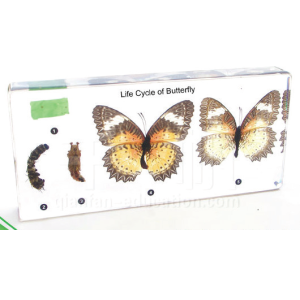 Life Cycle of Butterfly